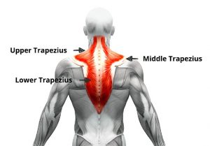 Trapezius Example